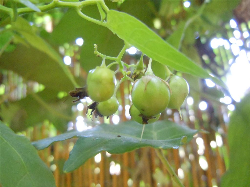 Solanum dulcamara